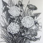 Dandilion-9x10-stone-lithograph