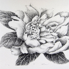 Peony-9x8-stone-lithograph