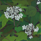 High-Bush-Cranberry---Blossom-8x6-gouache