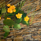 Marsh-Marigolds