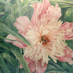 Variation_on_a_Peony_pencil_crayon_12_x_15