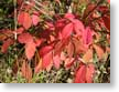 burning-bush
