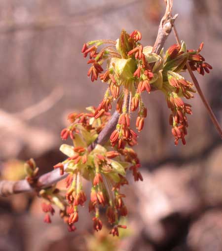 catkins