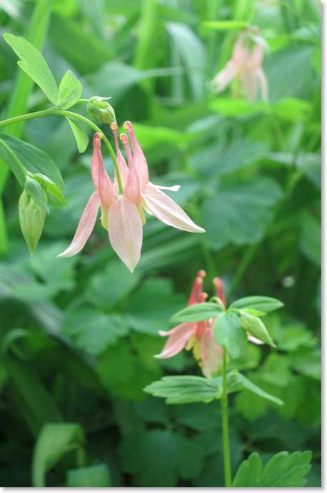 columbine