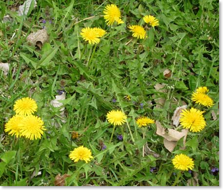 dandelion-in-May