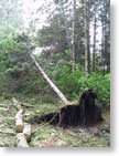 downed-tree