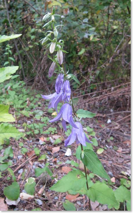 European-Bellflower