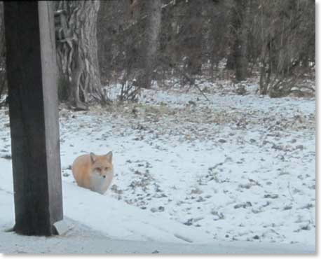 fox-two-Dec