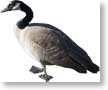 goose