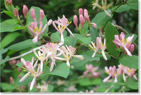 honeysuckle