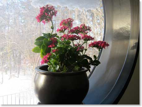 Kalanchoe