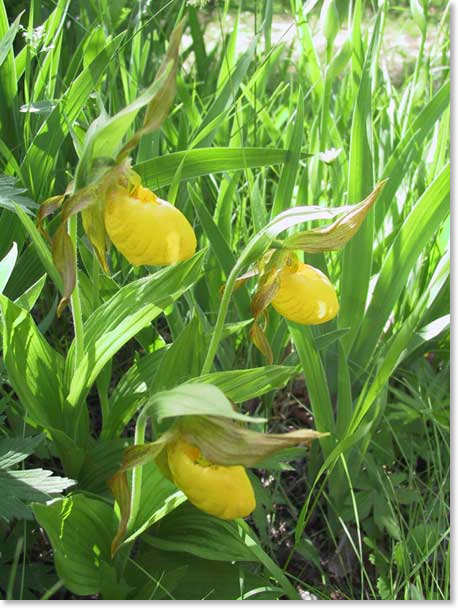 lady-slipper