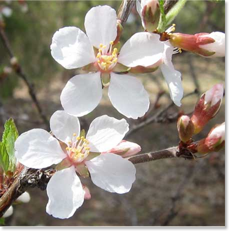 Manitoba-Cherries2