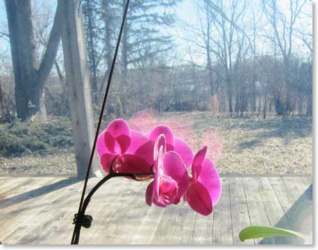 March-orchid-2