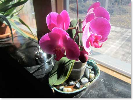 March-orchid