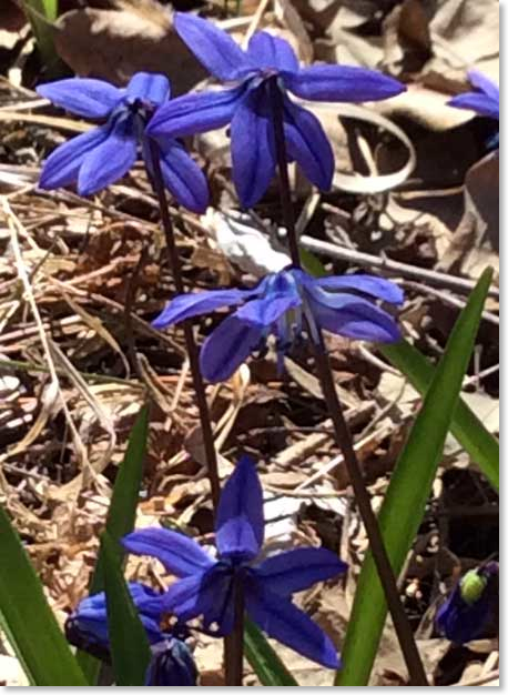 may-scilla