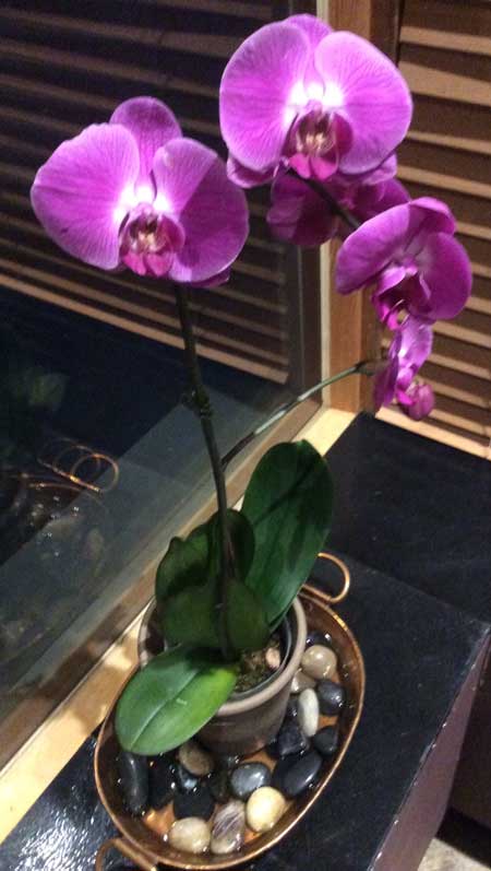 Orchid