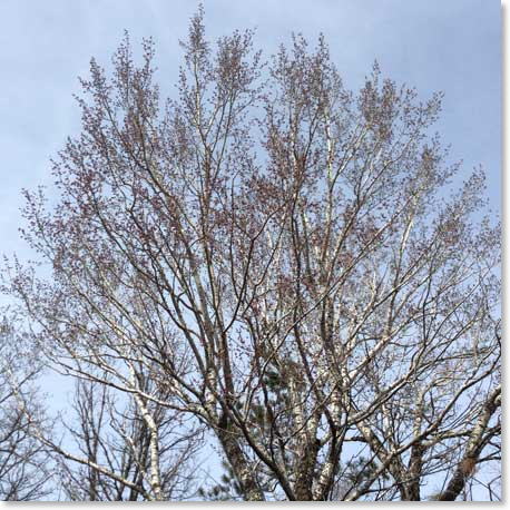 poplar-catkins