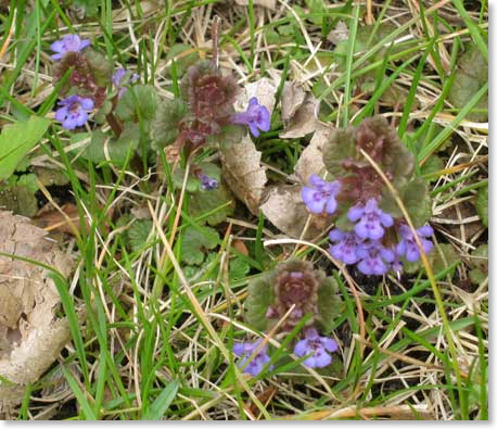 purple-flowers