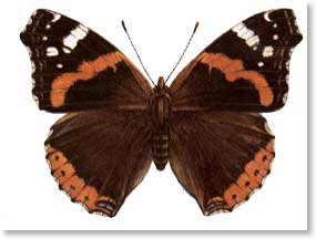 red-admiral