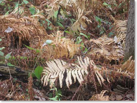 September-ferns