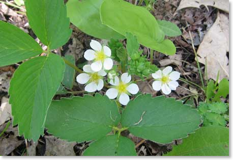 strawberry-flowers