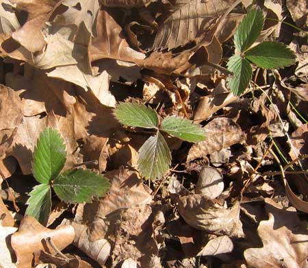 strawberry-leaves