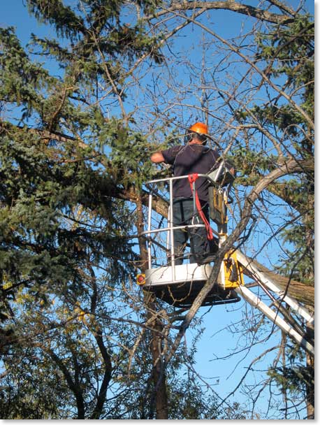 tree-cutting