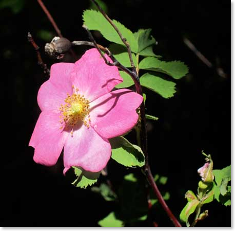 wild-rose