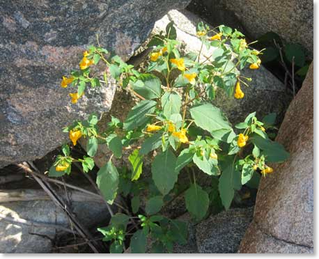 yellow-flower